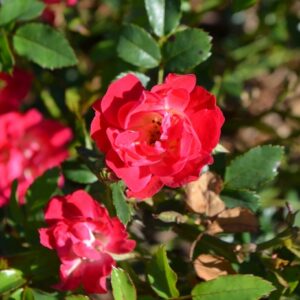 Rosa 'Red Drift®' Rose