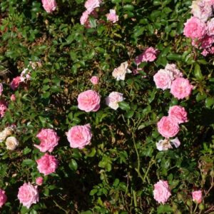 Rosa 'Sweet Drift®' Rose
