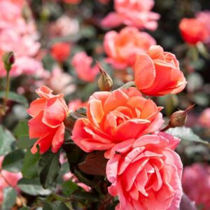 Rosa (Rose) Knock Out® Coral