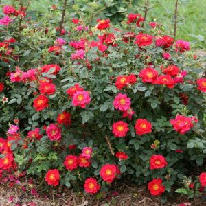 Rosa (Rose) Oso Easy® 'Urban Legend®'
