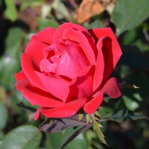Rosa (Shrub Rose) Knock Out® Double