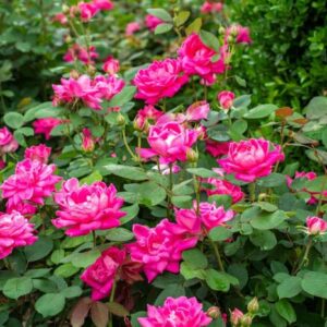 Rosa (Shrub Rose) Knock Out® Pink Double