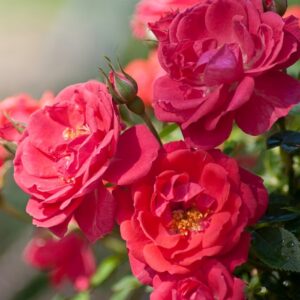 Rosa (Shrub Rose) Oso Easy® Mango Salsa