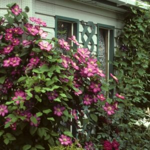 Vine