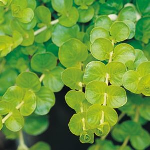 Lysimachia Nummularia 'Goldilocks' Creeping Jenny