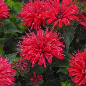 Monarda Didyma 'Pardon My Cerise' Bee Balm