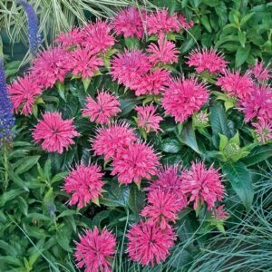 Monarda Didyma 'Pardon My Pink' Bee Balm