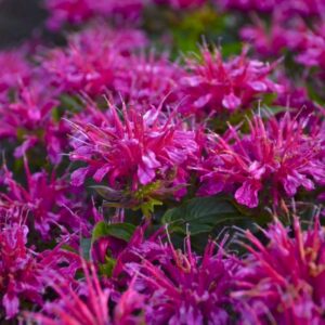 Monarda Didyma 'Pardon My Purple' Bee Balm