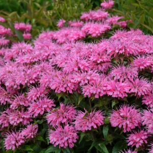 Monarda Didyma (Bee Balm, Bergamot) Sugar Buzz® ''Bubblegum Blast''