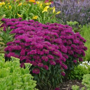 Monarda Didyma (Bee Balm, Bergamot) Sugar Buzz ''Grape Gumball''