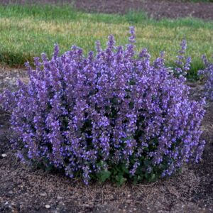 Nepeta 'Cat's Pajamas' Catmint