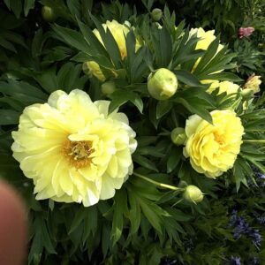 Paeonia 'Bartzella' Itoh Peony