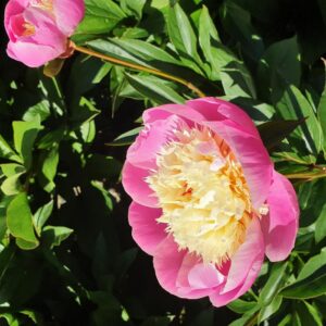 Paeonia Lactiflora 'Bowl of Beauty' Peony