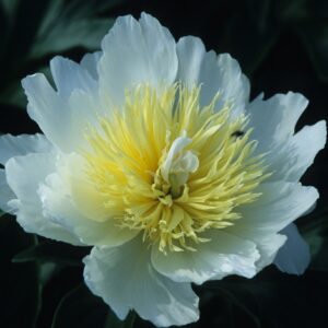 Paeonia Lactiflora 'Honey Gold' Peony