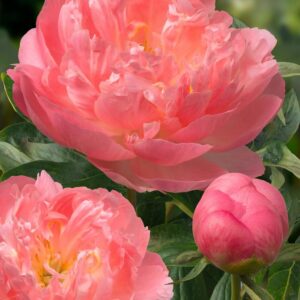 Paeonia Lactiflora 'Pink Hawaiian Coral' Peony