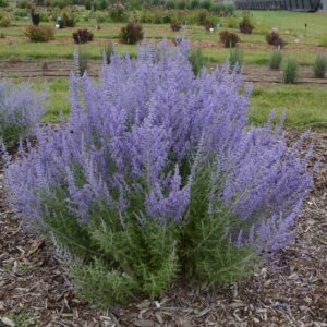 Perovskia Atriplicifolia (Russian Sage) 'Denim 'n Lace'