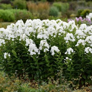 Phlox Paniculata Luminary 'Backlight'