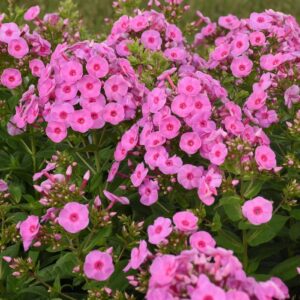Phlox Paniculata (Garden Phlox) Luminary 'Prismatic Pink'
