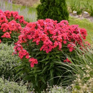 Phlox Paniculata (Garden Phlox) Luminary™ 'Sunset Coral'