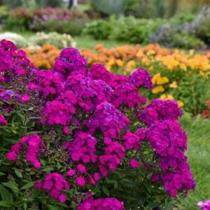 Phlox Paniculata (Garden Phlox) Luminary 'Ultraviolet'