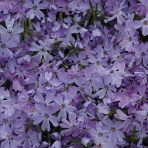 Phlox Subulata 'Emerald Blue' Creeping Phlox