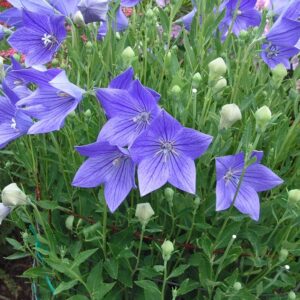 Platycodon Grandiflorus 'Fuji Blue' Balloon Flower