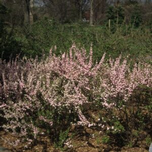 Prunus Glandulosa 'Rosea Plena' Pink Flowering Almond