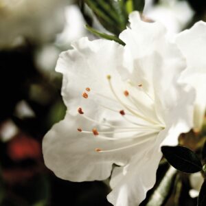 Rhododendron (Azalea) Encore® 'Autumn Angel®'