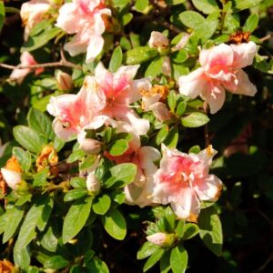 Rhododendron (Azalea) Encore® 'Autumn Belle®'