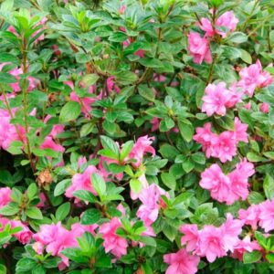 Rhododendron (Azalea) Encore® 'Autumn Carnation®'