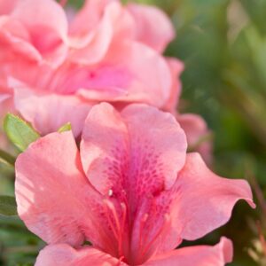 Rhododendron (Azalea) Encore® 'Autumn Coral®'
