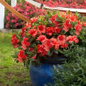 Rhododendron (Azalea) Encore® 'Autumn Embers™'
