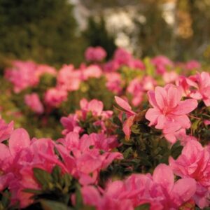Rhododendron (Azalea) Encore® 'Autumn Empress™'