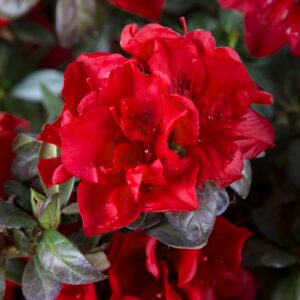 Rhododendron (Azalea) Encore® 'Autumn Fire®'
