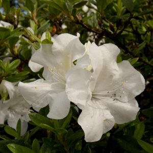 Rhododendron (Azalea) Encore® 'Autumn Ivory®'