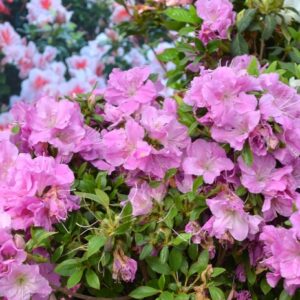 Rhododendron (Azalea) Encore® 'Autumn Lilac®'