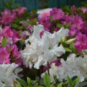 Rhododendron (Azalea) Encore® 'Autumn Lily®'