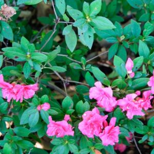Rhododendron (Azalea) Encore® 'Autumn Rouge®'