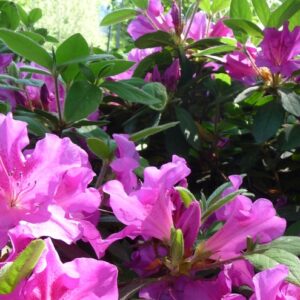 Rhododendron (Azalea) Encore® 'Autumn Royalty®'