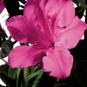 Rhododendron (Azalea) Encore® 'Autumn Sangria®'