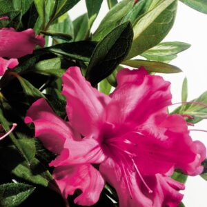 Rhododendron (Azalea) Encore® 'Autumn Sundance™'