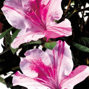 Rhododendron (Azalea) Encore® 'Autumn Twist®'