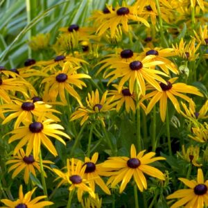 Rudbeckia Fulgida 'Goldsturm' Black Eyed Susan