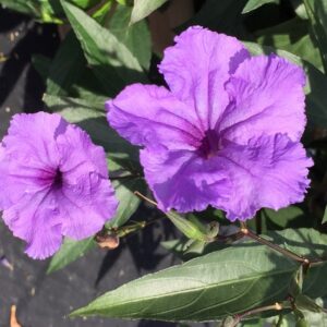 Ruellia Simplex (Mexican Petunia) Machu 'Purple Showers'