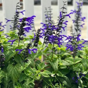 Salvia Guaranitica 'Black and Blue;' Anise Sage