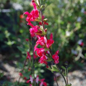 Salvia Microphylla 'Hot Lips' Sage