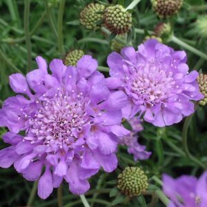 Scabiosa Columbaria 'Butterfly Blue' Pincushion Flower