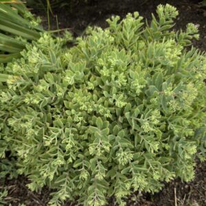 Sedum (Stonecrop) Rock 'N Grow 'Pure Joy'
