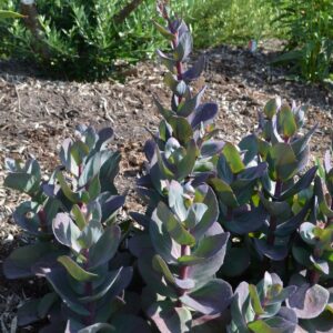 Sedum (Stonecrop) SunSparkler 'Blue Pearl'