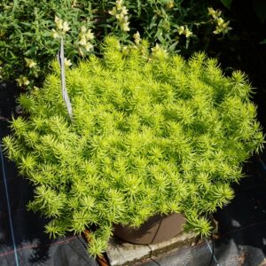 Sedum Rupestre 'Lemon Coral'